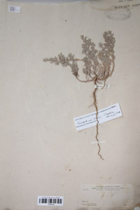 Herbarium Sheet of P 4992042